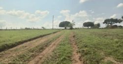 PLOTS FOR SALE BUJJUKO ESTATE ALONG MITYANA ROAD 50 BY 100FT AT 25-30M WITH A LAND TITLE