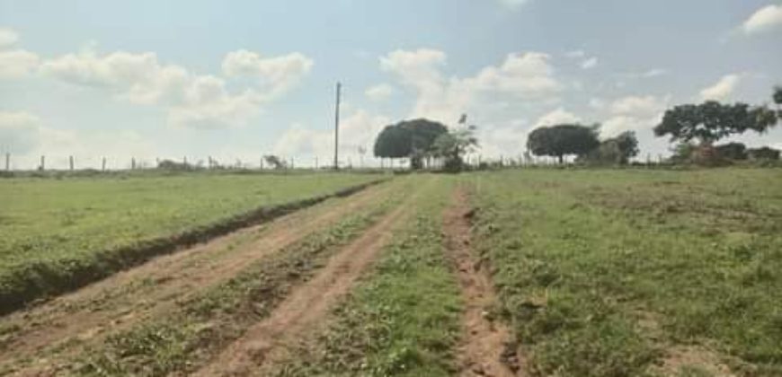 PLOTS FOR SALE BUJJUKO ESTATE ALONG MITYANA ROAD 50 BY 100FT AT 25-30M WITH A LAND TITLE